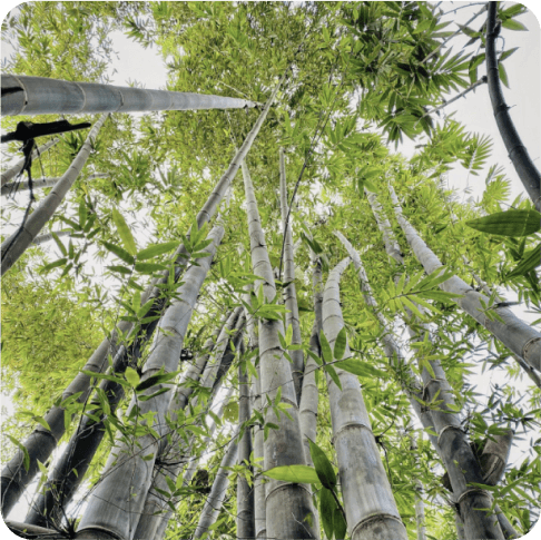 We love Bamboo. It's an amazing plant🎋and we will be using it not only for decoration.